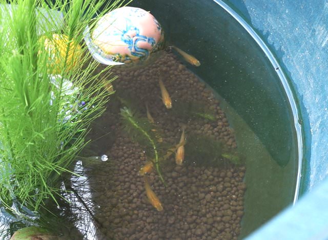 メダカの稚魚が死ぬ理由をチェック 餌のやりすぎと容器の大きさ メダカまる