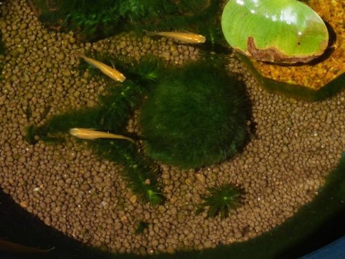 メダカ鉢にホテイソウを入れてみた 水質保持のマリモがかわいい 水草の種類 メダカまる