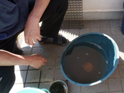 メダカの屋外水槽をビオトープにしたら水替え不要に タニシ貝必須 メダカまる