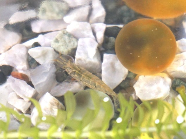 ミナミヌマエビの稚魚 稚エビの成長と餌 水槽他飼育の注意点 メダカまる