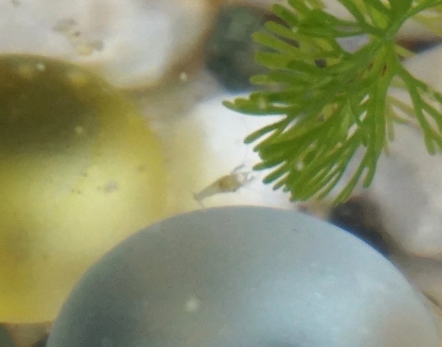 ミナミヌマエビの稚魚 稚エビの成長と餌 水槽他飼育の注意点 メダカまる