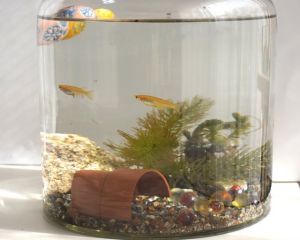 メダカの病気 寒くなったら水カビ病に注意 メダカまる