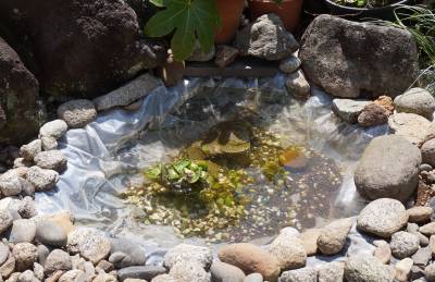 ミナミヌマエビを手水鉢で飼うことに メダカ手作り池ビオトープ２ メダカまる