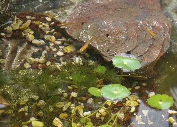 池の中の不思議な生物 ハナアブの幼虫オナガウジだった メダカまる