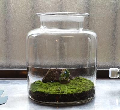 苔は梅雨時が元気に育つ ガラスのボトル大で新しい苔テラリウム メダカまる